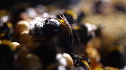 Bumblebee Queen Warming Cocoons – 4K Cinematic Backlight (Bombus terrestris) Stock-Footage 320671630