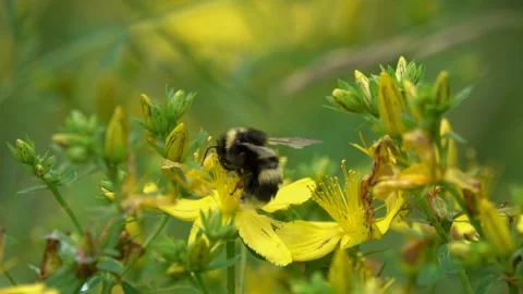 Bumblebee quickly processes bright yellow hypericum flowers Видео 134474031