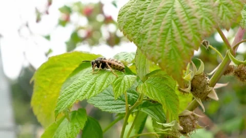 A Bumblebee on Raspberry Leaves Thriving Stock-Footage 312896225