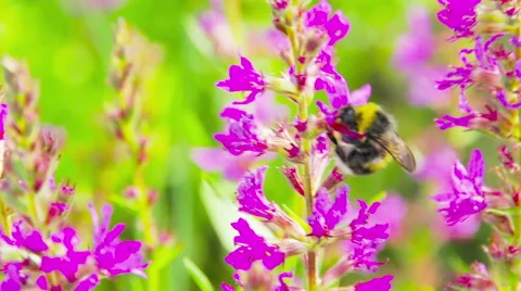 Bumblebee on a red flower 스톡 동영상 41309401