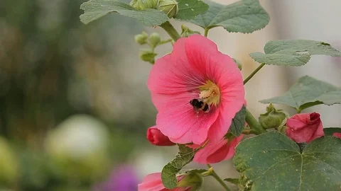 Bumblebee on a red flower 库存影片 80489156