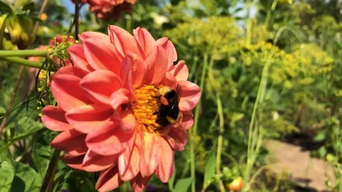 Bumblebee on a red flower in a garden Stock Footage 95117474