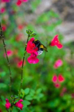 Bumblebee on a red flower Stock Photos