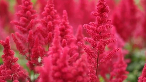 Bumblebee on Red Flowers Stock Footage 77344872
