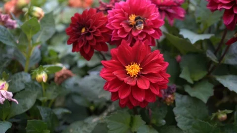 Bumblebee on red flowers in summer Stock Footage 129156976