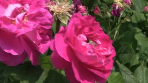 Bumblebee in Red Rose Video stock 104011275