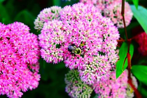 Bumblebee On Red Sedum Stock Photos