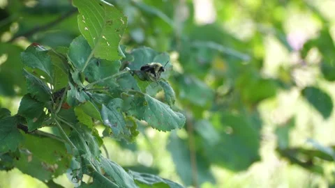 Bumblebee at rest Stock Footage 152664714