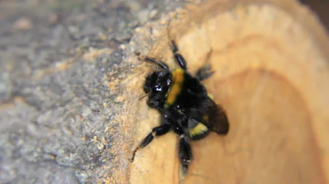 Bumblebee rest on wooden Stock-Footage 45642681