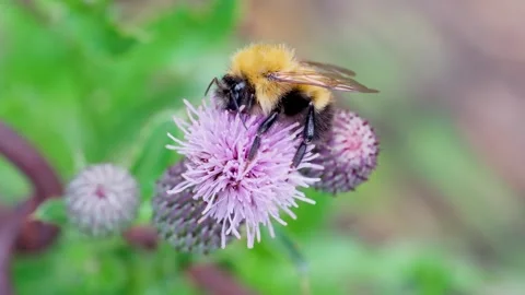 Bumblebee Resting on Flower Bloom in the Wind Macro Video Video stock 342778818
