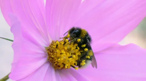 Bumblebee is resting Stock Footage 37260013