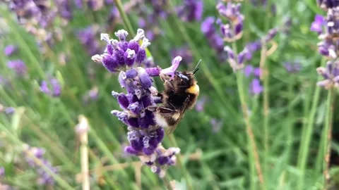 A bumblebee resting Stock Footage 326464298