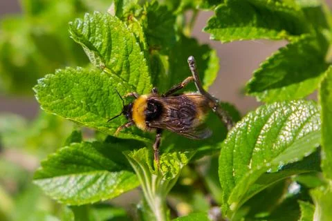 Bumblebee Resting On A  Green Leaf  Stock Photos