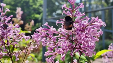 Bumblebee resting on pink lilac blossoms in sunlit garden with soft greenhouse Stock Footage 345966408