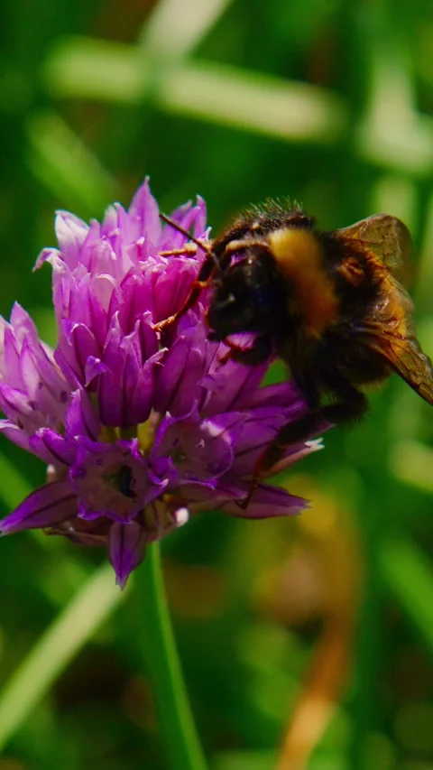 Bumblebee rests on a blooming purple chive Stock Footage 346342884