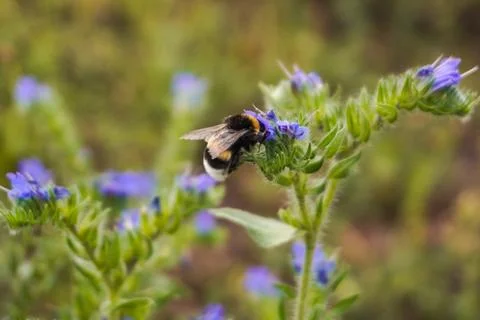 A bumblebee rests Stock Photos