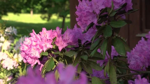 Bumblebee on Rhododendron 库存影片 276575615