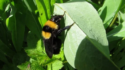 Bumblebee rides on a leaf Stock Footage 130061610