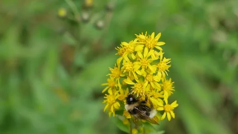 Bumblebee rises to the top of the flower Stock Footage 116544507