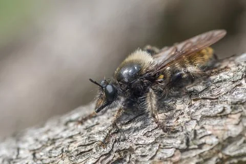 Bumblebee Robberfly, Yellow Murder Fly, Laphria Flava, Murder Fly, Prey, Stock Photos