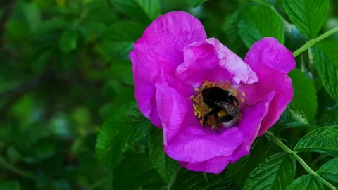 Bumblebee on a rosehip flower eats nectar. Video stock 155543989