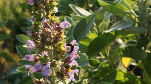 Bumblebee on sage flower Stock Footage 111961920