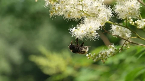 The bumblebee scratches Video stock 117336041