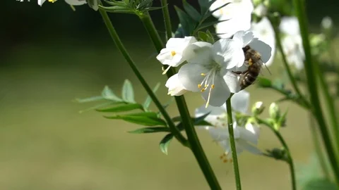 Bumblebee  is seating on a white  flower and pick nestar Stock Footage 111289552