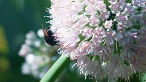 A bumblebee is seen collecting nectar from a beautiful pink flowering plant in a Video stock 314726618