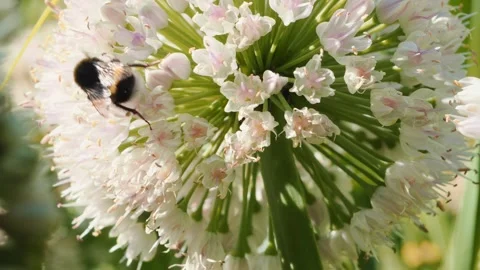 A bumblebee is seen collecting nectar from an onion flower in a lush garden. The Stock Footage 314727054