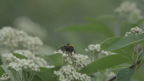 Bumblebee Self-Cleaning 스톡 동영상 135254670