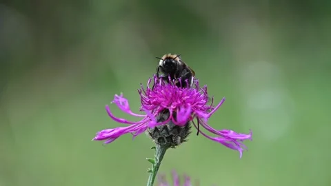 Bumblebee setting off from a thistle in slow-motion Stock Footage 161004645