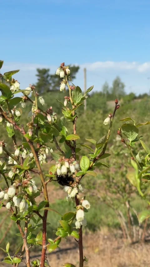 A bumblebee sits on a flower. The bumblebee pollinates the flower. Stock Footage 336915500
