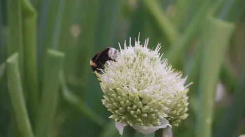 A bumblebee sits on a flower. Stock Footage 132060172