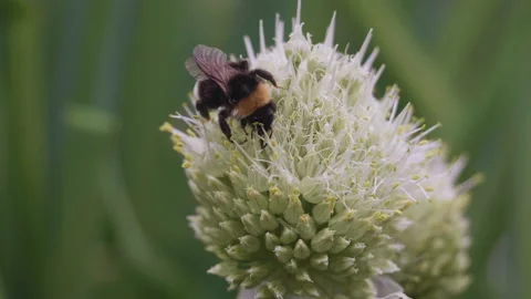 A bumblebee sits on a flower. Stock Footage 132060409