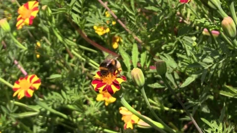 Bumblebee sits on a flower Video stock 133004173