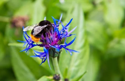The bumblebee sits on a flower Stock Photos