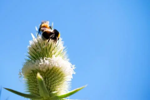 Bumblebee sits on flower Stock Photos