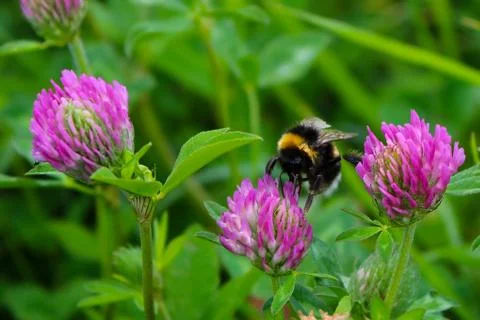 Bumblebee sits on a flower Stock Photos
