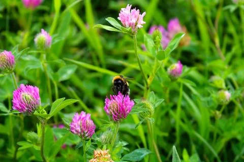 Bumblebee sits on a flower Stock Photos