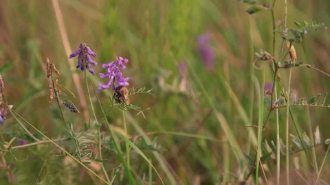 Bumblebee sits on purple leopard marsh orchid on green field Stock Footage 115396110