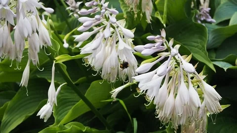 Bumblebee sits on a white flower, bumblebee pollinates a flower Stock Footage 159745764