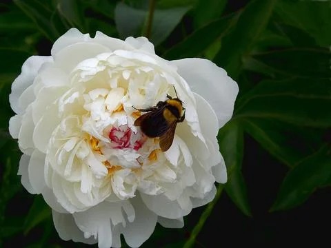A bumblebee sits on a white pion. Stock Photos