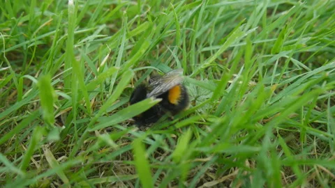 A bumblebee sitting on a blade of grass. Stock Footage 125947577