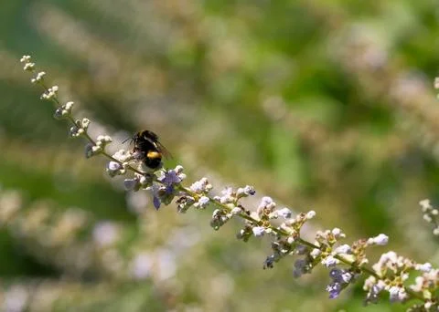 Bumblebee sitting on blooming chaste tree branch with copy space. Stock Photos