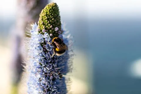Bumblebee sitting on blue flower Stock Photos