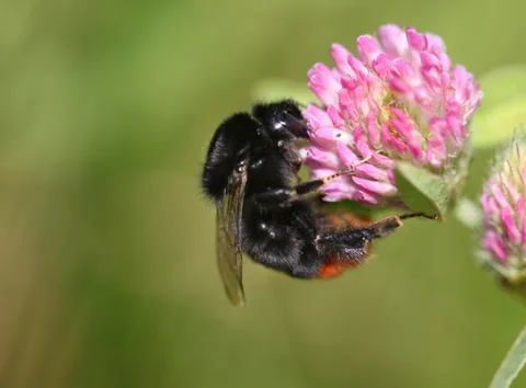 Bumblebee sitting on clover Stock Photos