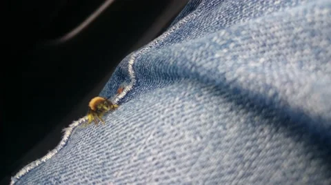 Bumblebee sitting on denim material Stock Footage 49509214