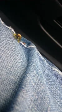 Bumblebee sitting on denim material Stock Footage 49509219