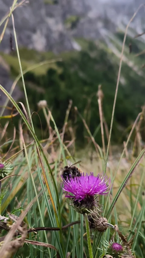 Bumblebee is sitting on flower against backdrop of mountains in Italian Alps Stock Footage 325148760